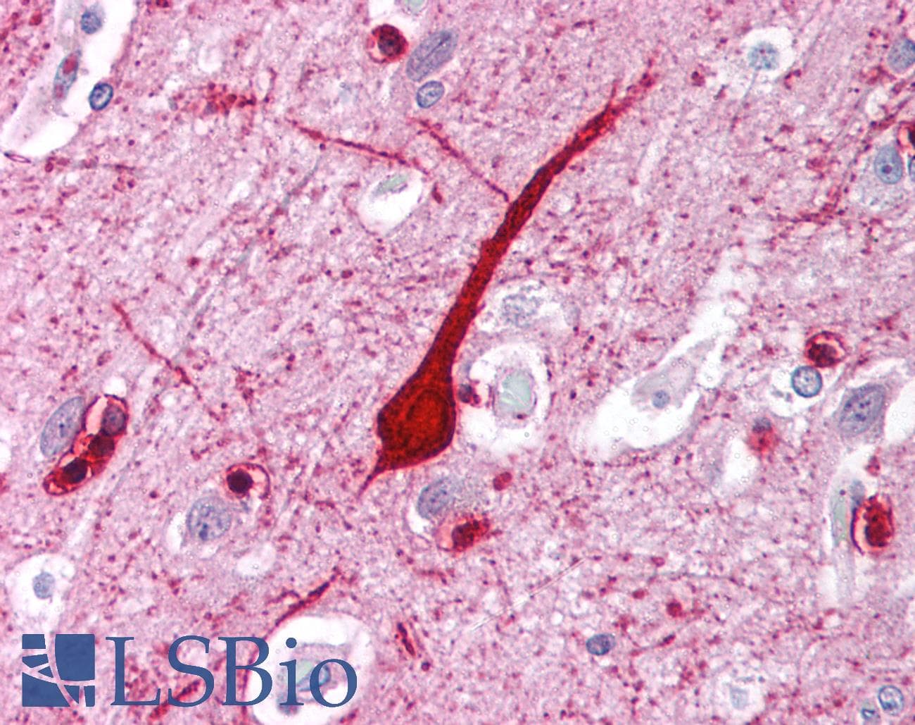 E2F4 Antibody (C-Terminus)