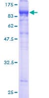Human LILRB2 / ILT4 Protein (Recombinant GST)
