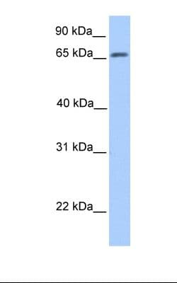 ATG16L1 / ATG16L Antibody (aa38-87)