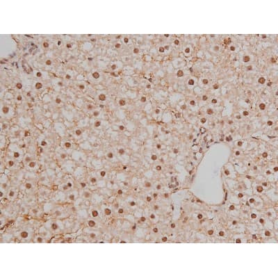 SP1 Antibody (phospho-Thr453)