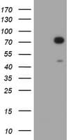 HIF3A / HIF3-Alpha Antibody (aa355-669, clone OTI2D2)