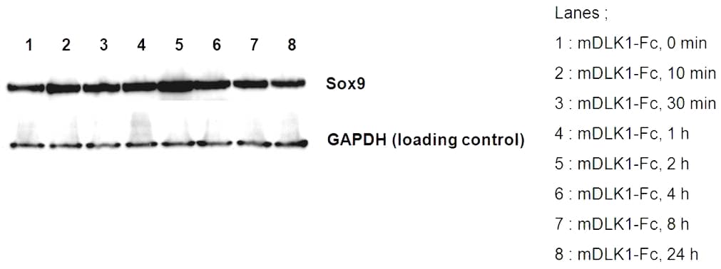 Mouse DLK1 / Pref-1 Protein (Recombinant Human IgG1 Fc)