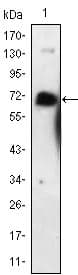 NGFR / CD271 / TNR16 Antibody (clone 2F1C2)