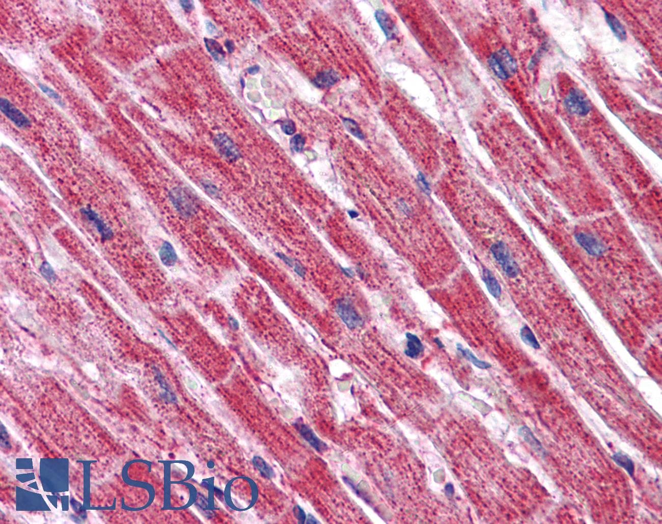 IHC-plus™ PAGR1 / C16orf53 Antibody