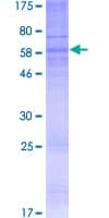 Human P2Y13 / P2RY13 Protein (Recombinant GST)