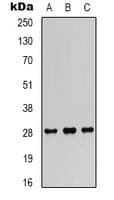 FGF18 Antibody (C-Terminus)