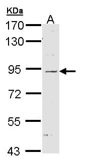 IHC-plus™ NOD1 Antibody