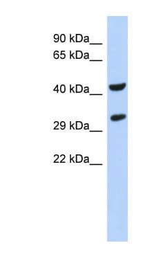 ASB8 Antibody (N-Terminus)