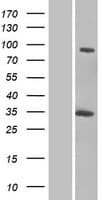 Human GCC1 / GCC88 Protein (Over-Expression Lysate Myc-DDK (Flag))