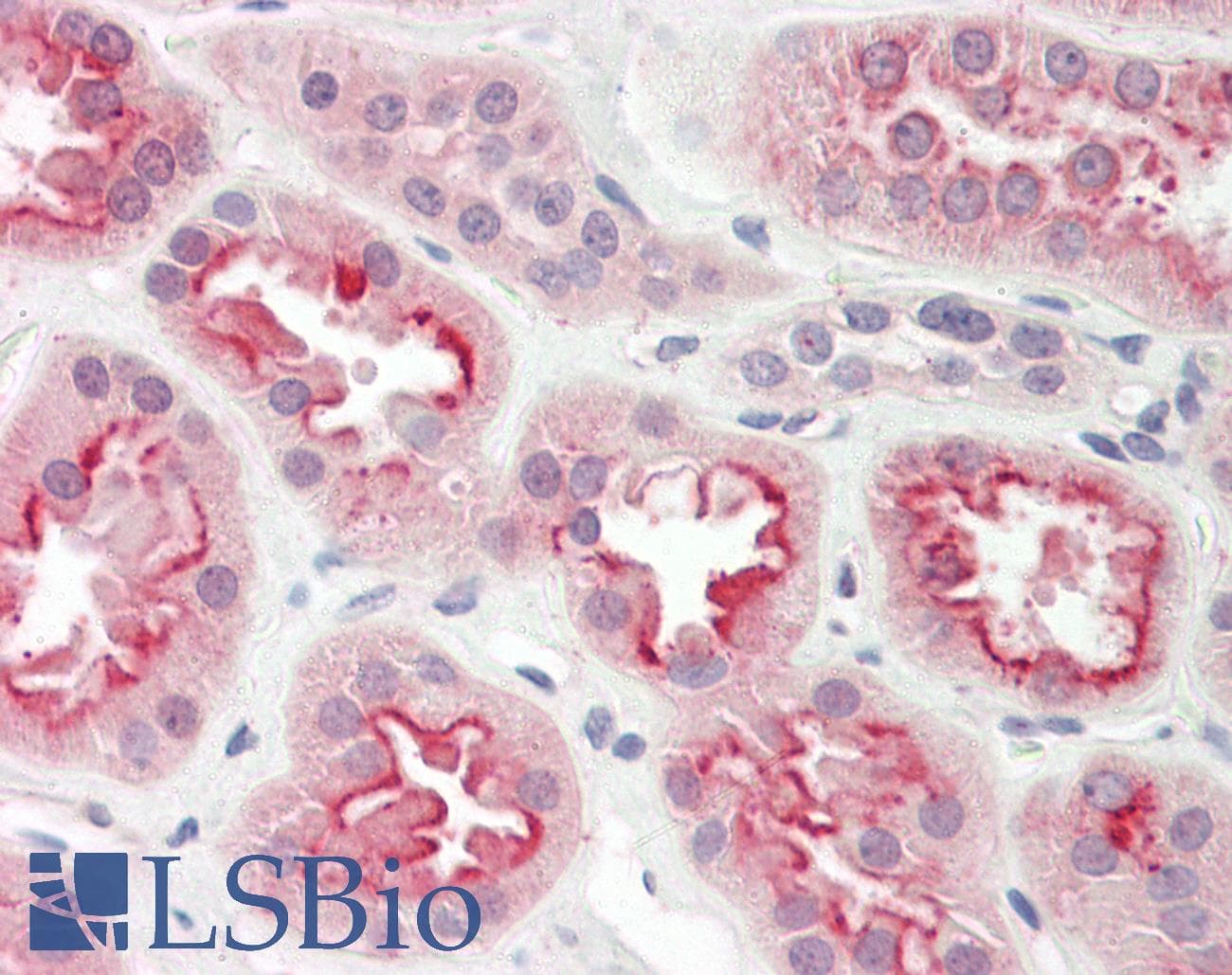 IHC-plus™ S100A3 / S100E Antibody (aa26-75)