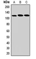 DHX36 Antibody