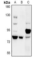 RFWD2 / COP1 Antibody