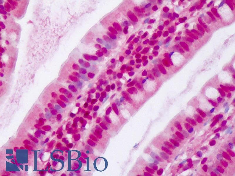 IHC-plus™ Polyclonal Rabbit anti-Mouse CBX3 / HP1 Gamma Antibody (aa2-15, IHC, WB)