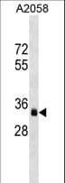 OR8J3 Antibody (aa244-272)