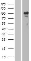 ERBB3 / HER3 Protein (Over-Expression Lysate Myc-DDK (Flag))