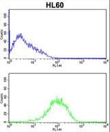 IHC-plus™ Polyclonal Rabbit anti-Human PSMB9 Antibody (aa193-219, IHC, WB)
