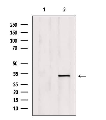 OVOL1 Antibody