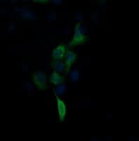 FNDC4 Antibody (clone OTI3E10)