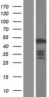 FGFR1OP / FOP Protein (Over-Expression Lysate Myc-DDK (Flag))
