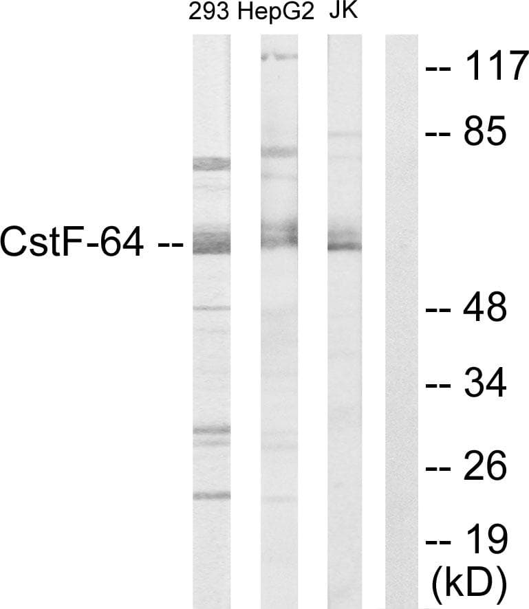 Polyclonal Rabbit anti-Human CSTF2 / CstF-64 Antibody (IF, WB)