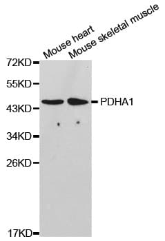 PDHA1 / PDH E1 Alpha Antibody