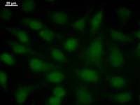 SOX4 Antibody (clone 154C4a)