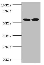 ZC3HC1 / NIPA Antibody