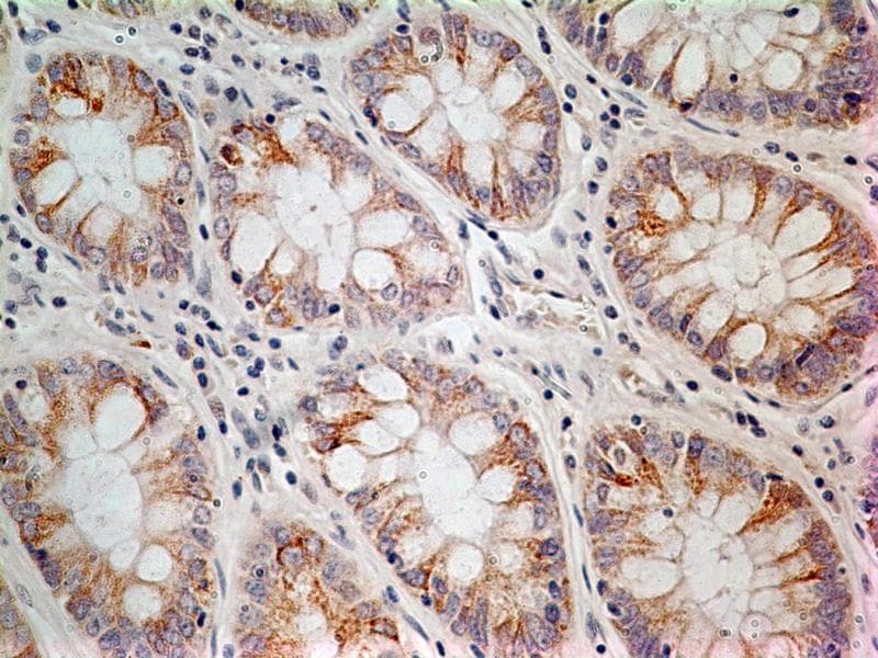 LIF Antibody (aa24-203, clone 39N7D10)