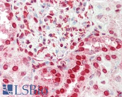 ELF2 / NERF Antibody (aa103-152)