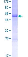 Human FIGLA Protein (Recombinant GST)