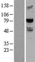 SMURF2 Protein (Over-Expression Lysate Myc-DDK (Flag))