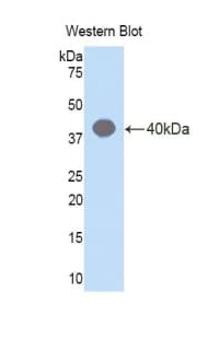 HIF2A / EPAS1 Antibody (aa21-336)
