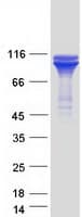 Human HSP90B1 / GP96 / GRP94 Protein (Recombinant Myc-DDK (Flag))