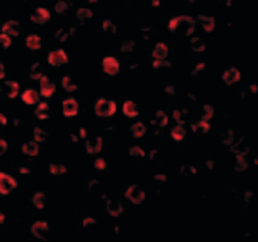 IHC-plus™ TRAF3 Antibody