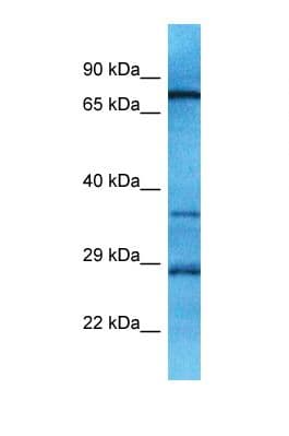 OR10A6 Antibody (aa244-293)