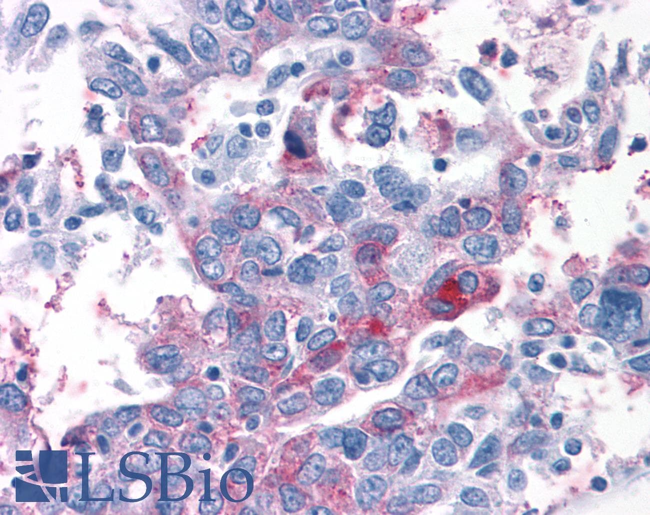PathPlus™ T1R1 / TAS1R1 Antibody (N-Terminus)