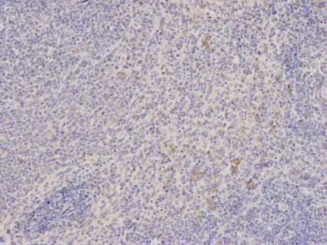 IHC-plus™ SHMT / SHMT2 Antibody