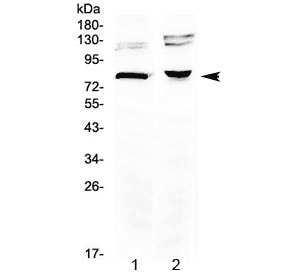 DVL3 / Dishevelled 3 Antibody