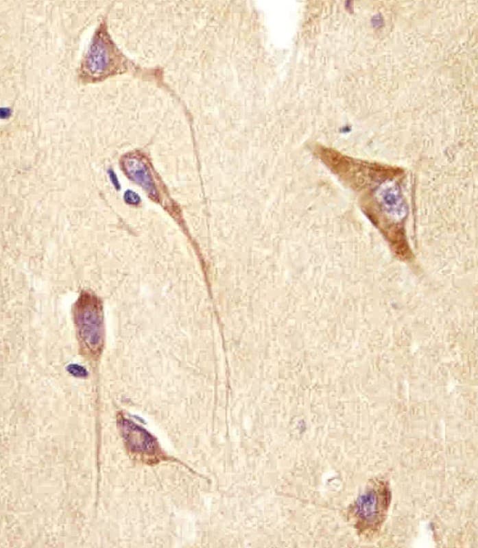 Polyclonal Rabbit anti-Human GNG2 Antibody (aa19-52, IHC, WB)