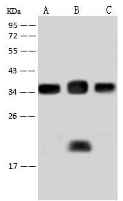CDK2 Antibody (Preservative Free)