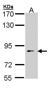 BBS12 Antibody (aa401-691)