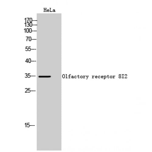 OR8I2 Antibody (30-110 aa, Internal)