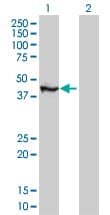 Monoclonal Mouse anti-Human TFAP4 / AP-4 Antibody (clone 8G6, IHC, WB)