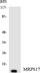 MRPS17 Antibody (aa1-50)