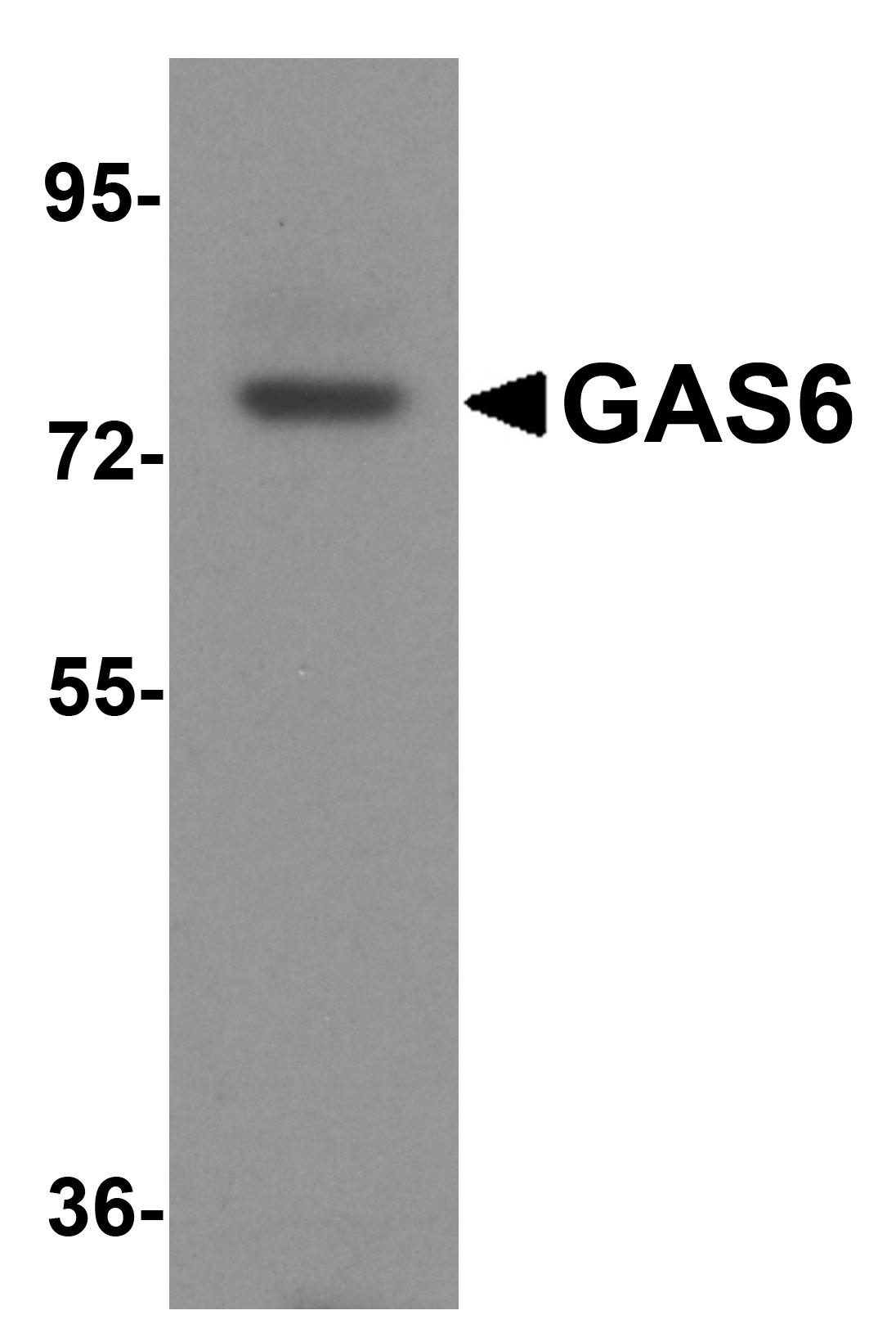 IHC-plus™ GAS6 Antibody