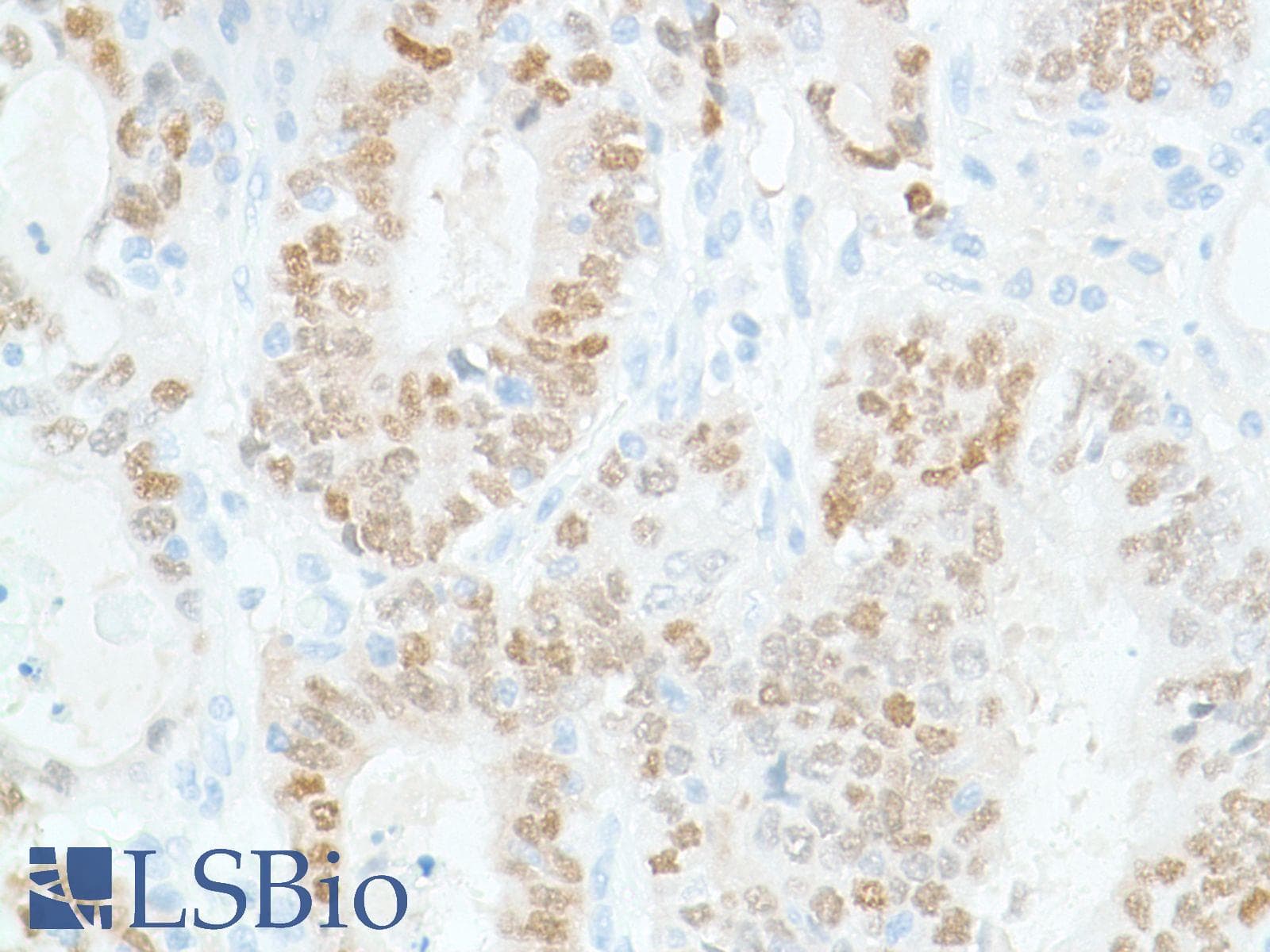 SOX2 Antibody (N-Terminus, clone SP76)