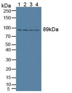 VCP Antibody (aa125-371, APC)