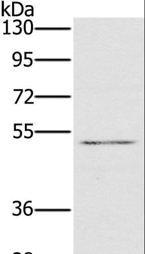 HTR3C / 5-HT3C Receptor Antibody