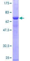 Human PSMC6 Protein (Recombinant GST)