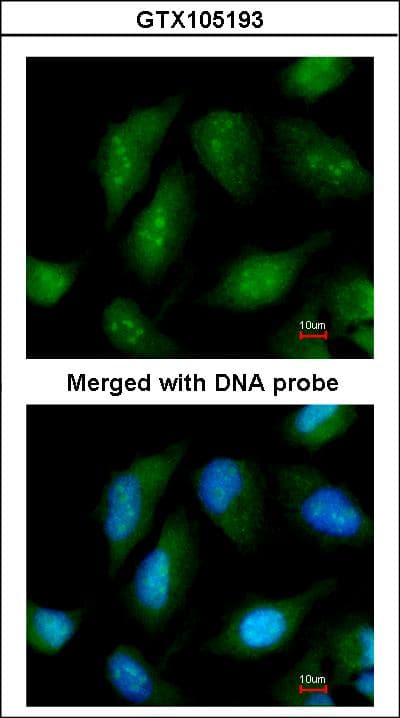 NR0B1 / DAX1 Antibody (aa96-406)